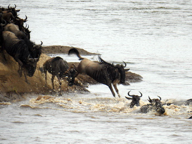 Crossing mara 2017