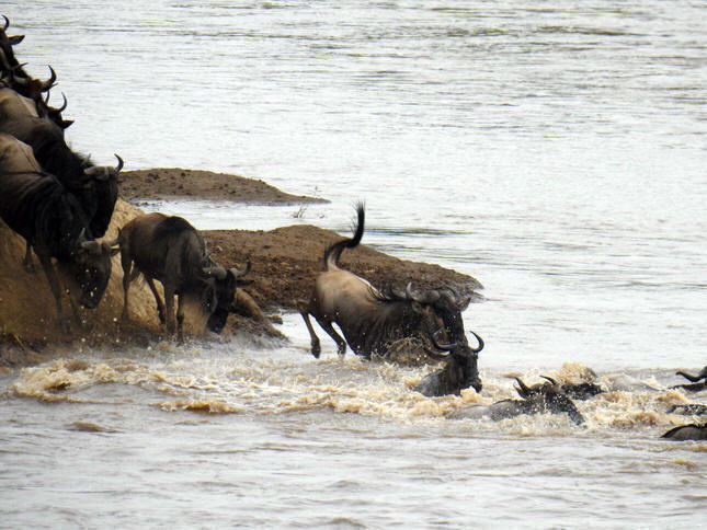 Crossing mara 2017