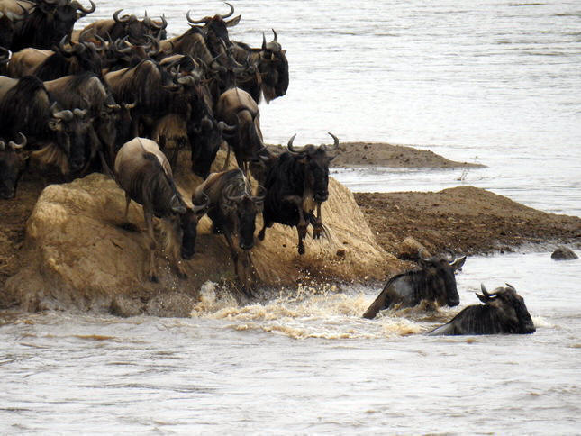 Crossing mara 2017