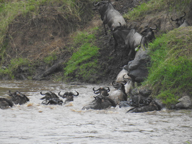 Crossing mara 2017