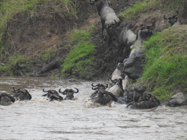 Crossing mara 2017