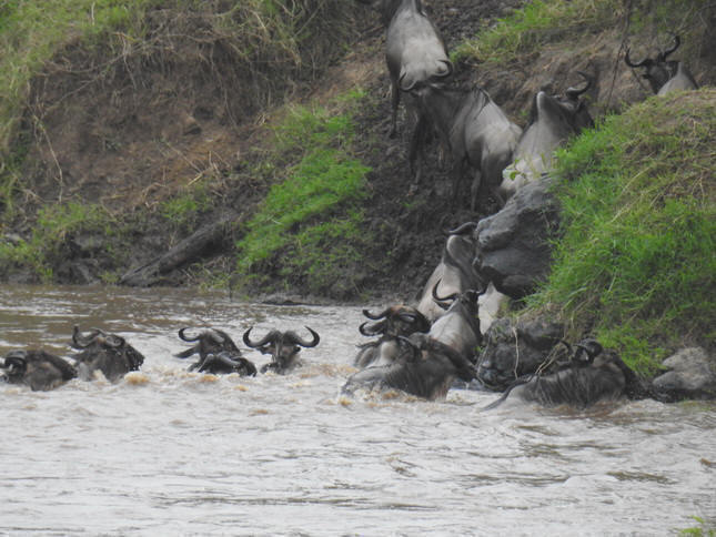 Crossing mara 2017