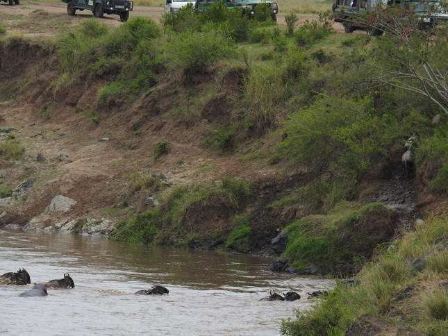 Crossing mara 2017