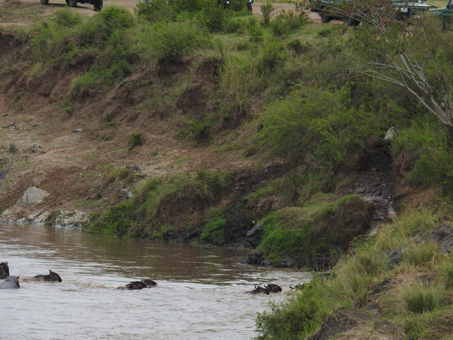 Crossing mara 2017