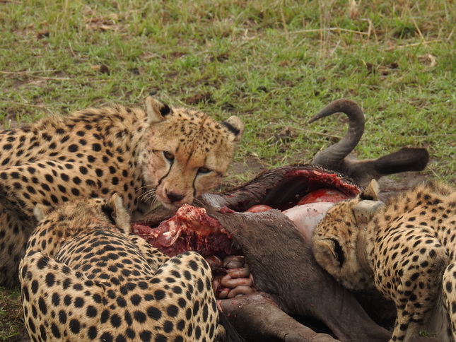 Animals Masai Mara 2017 