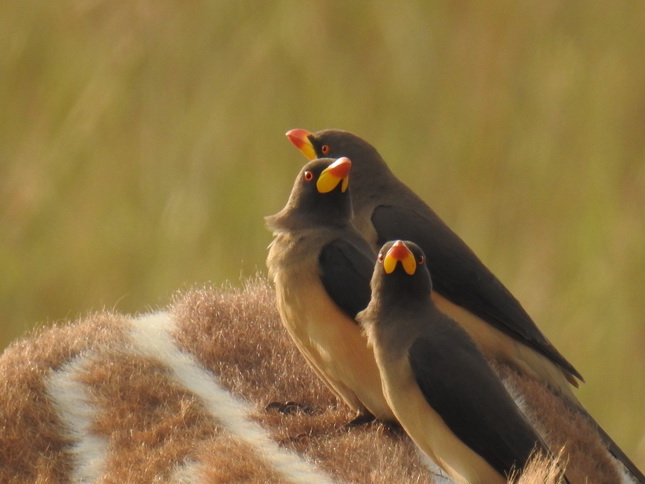 oxpecker