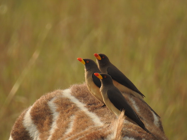 oxpecker