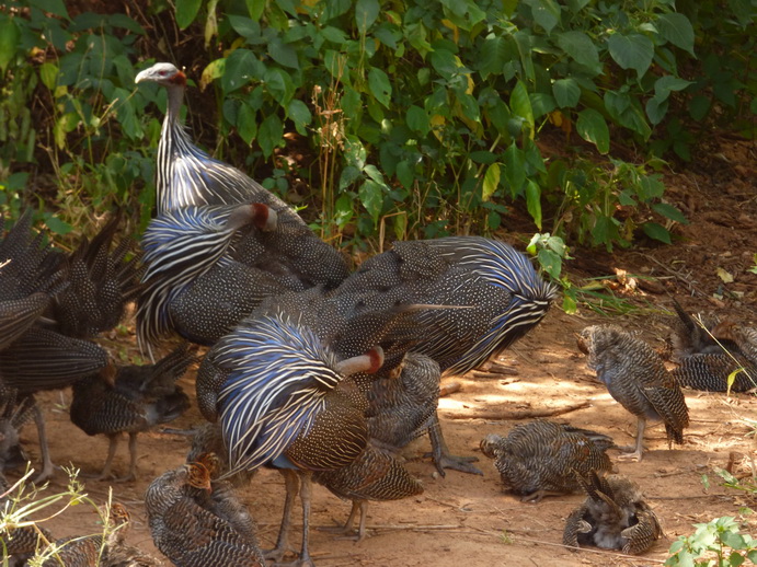 Samburu Nationalpark  Perlhuhn