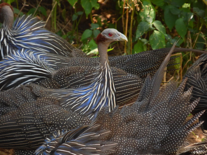 Samburu Nationalpark  Perlhuhn