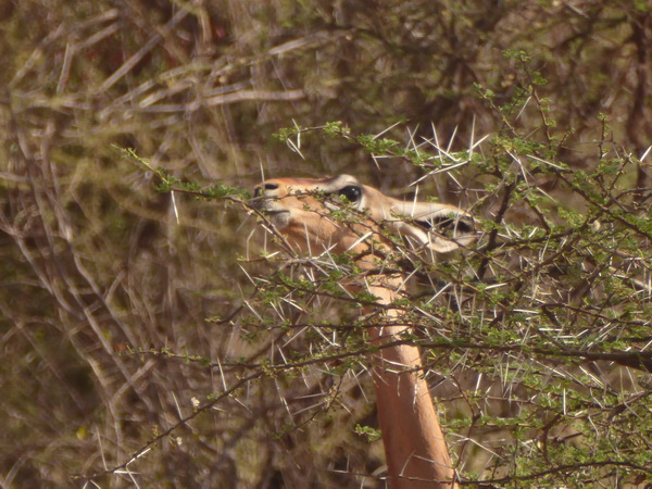 Samburu Nationalpark Gerenuk