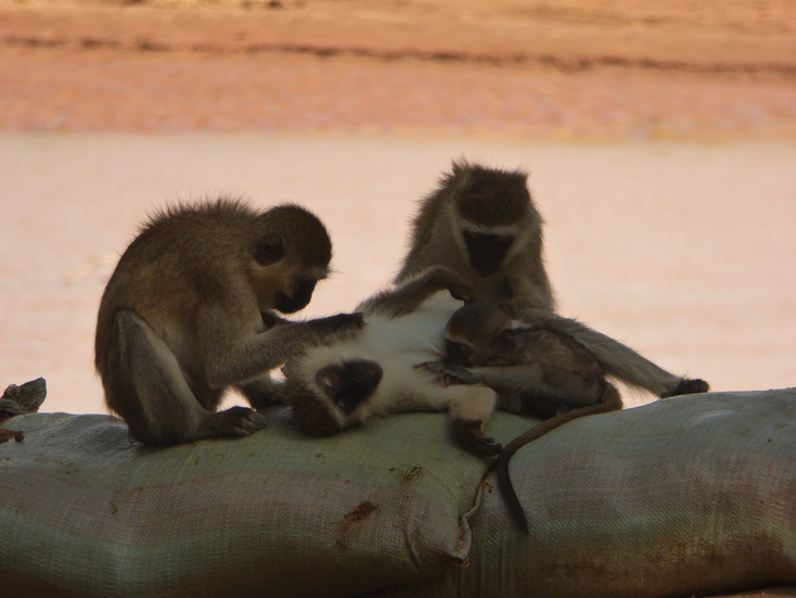 Samburu Nationalpark Baboon cleaning