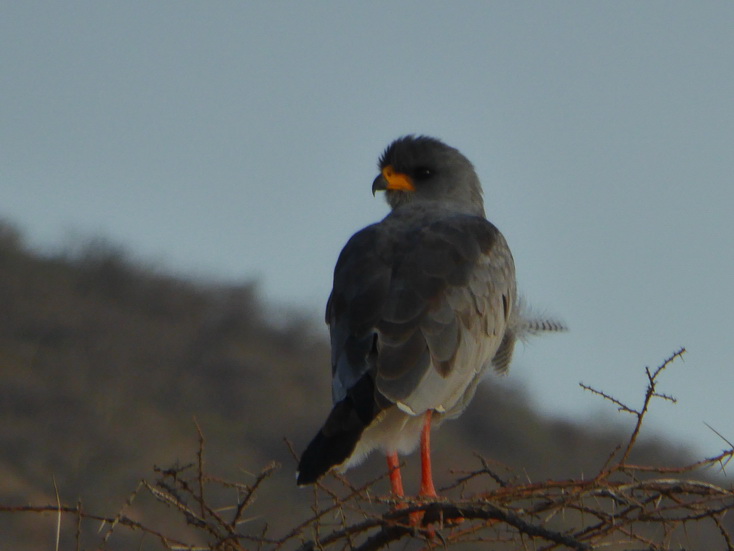 Bateleur