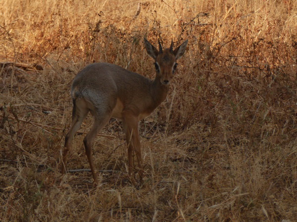 Samburu Nationalpark DIKDIK