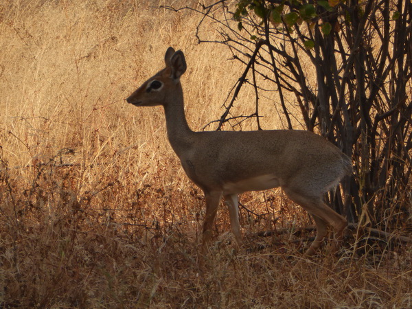 Samburu Nationalpark DIKDIK