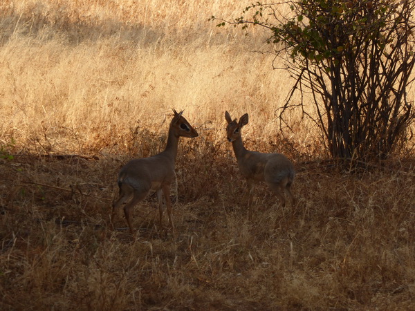 Samburu Nationalpark DIKDIK