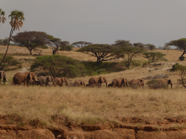 Samburu Nationalpark Tembo