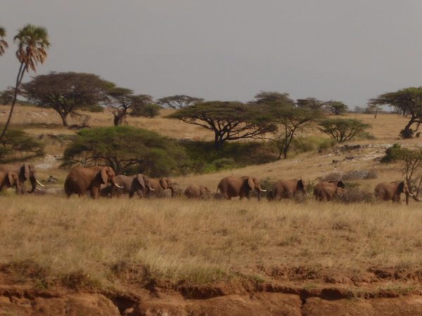 Samburu Nationalpark Tembo