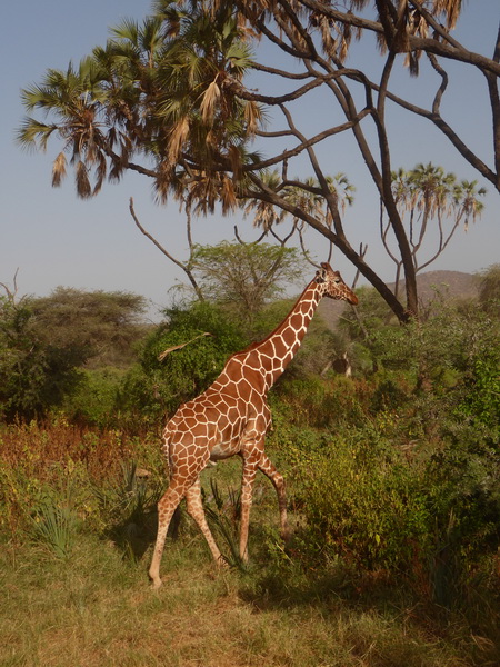 Samburu Nationalpark Twigga