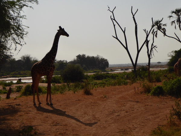 Samburu Nationalpark Twigga