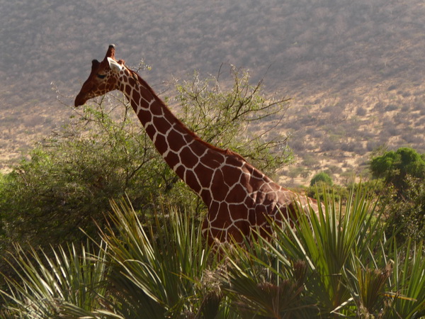 Samburu Nationalpark Twigga