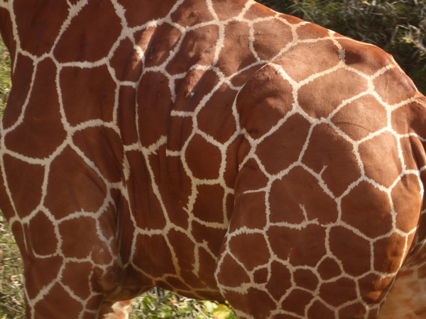 Samburu Nationalpark Twigga