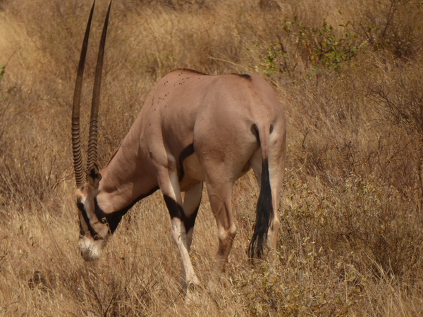 Samburu Nationalpark Oryx