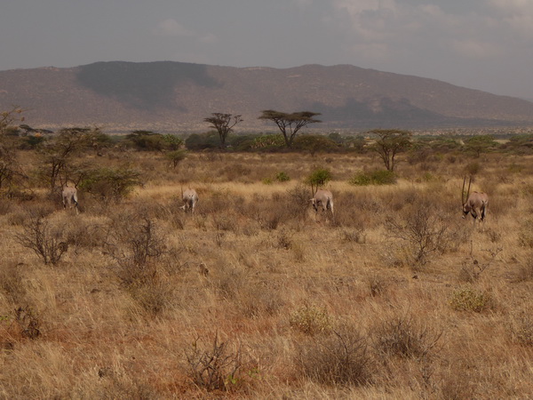 Samburu Nationalpark Oryx