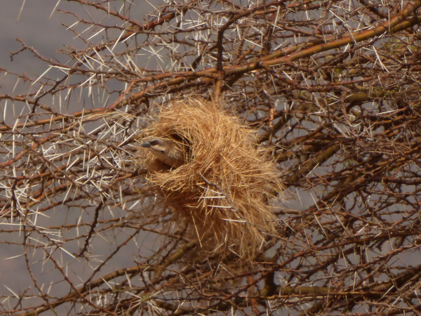 Samburu Nationalpark weaver 