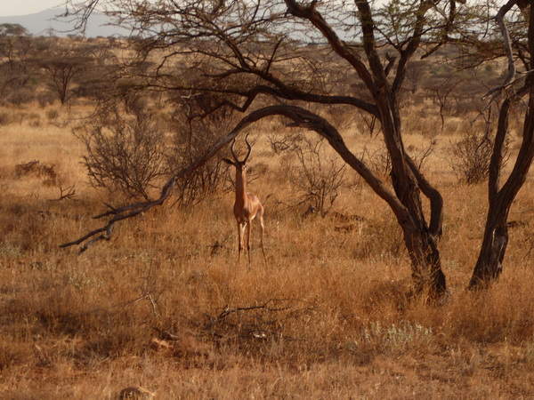 Samburu Nationalpark Gerenuk