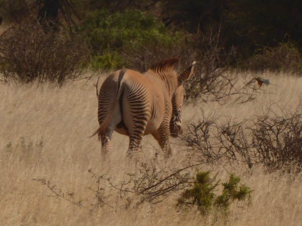 Samburu Nationalpark Zebra