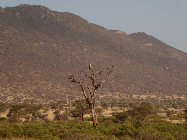 Samburu Nationalpark sunrise falcon