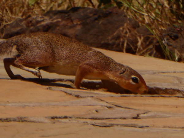 Larsens Camp squirrel