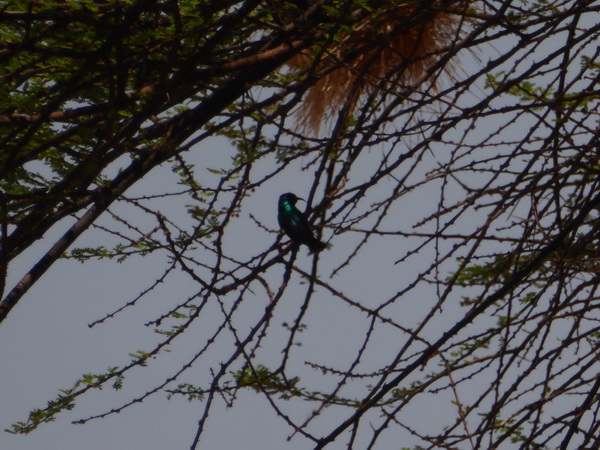 Samburu Nationalpark nektar bird