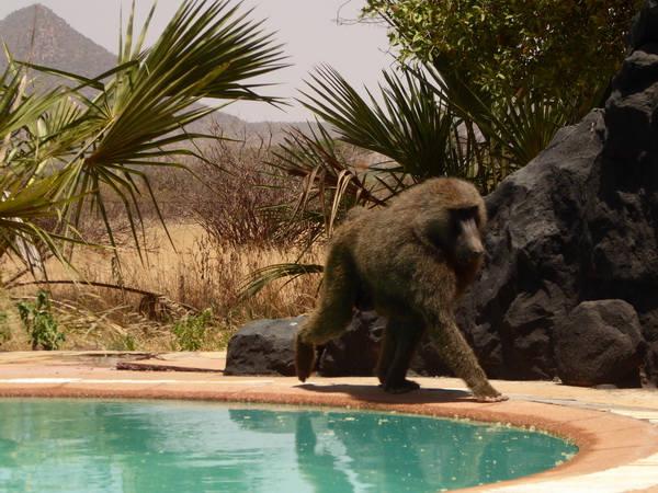 Samburu Nationalpark Larsens Camp privat only for monkeys