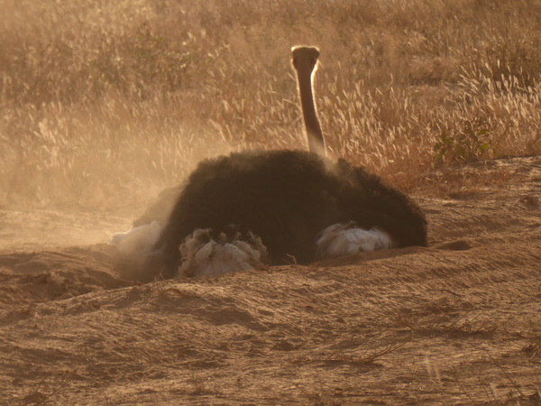 Samburu Nationalpark somali ostrich dust bathing