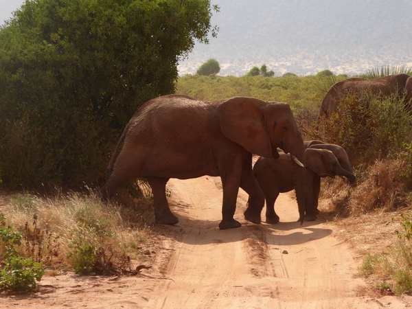 Samburu Nationalpark Tembo Samburu Nationalpark Tembo hat Vorfahrt