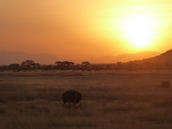 somali ostrich 