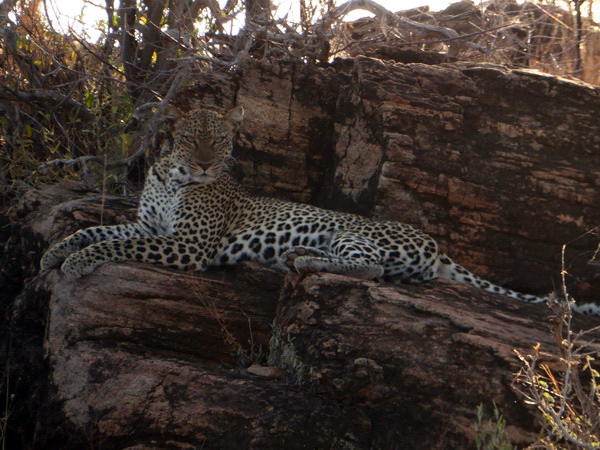   Samburu Nationalpark Chui Leopard LepardSamburu Nationalpark Chui Leopard Lepard