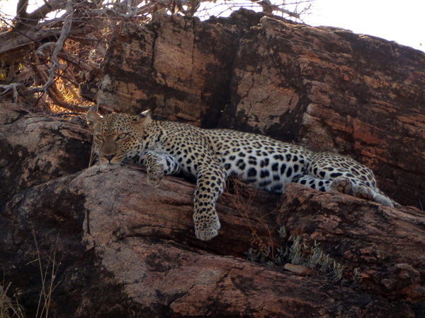   Samburu Nationalpark Chui Leopard LepardSamburu Nationalpark Chui Leopard Lepard