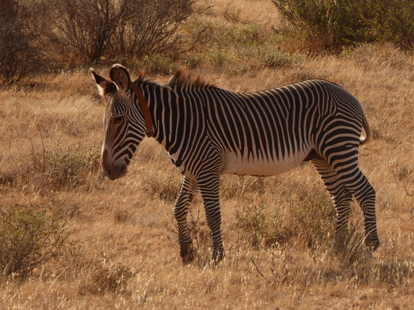 Grevy Zebra