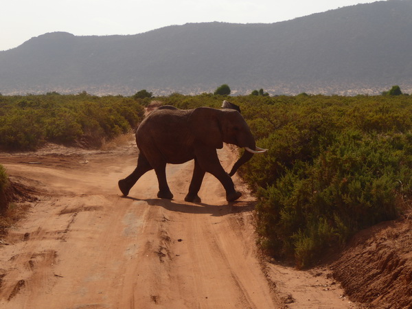 Samburu Nationalpark Tembo hat Vorfahrt