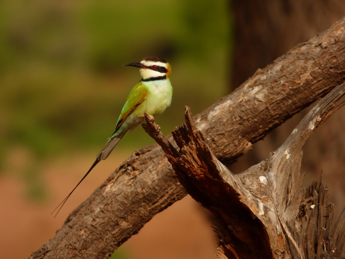 Samburu Nationalpark beeeater