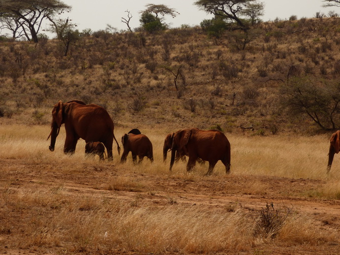 tembo family Crossing