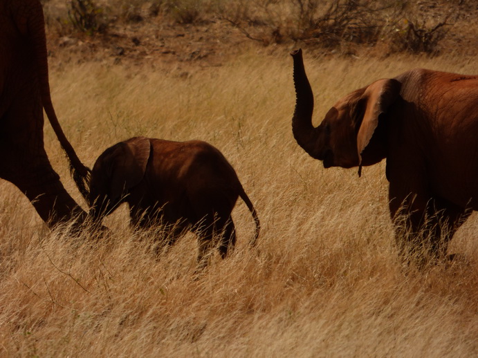 tembo family Crossing