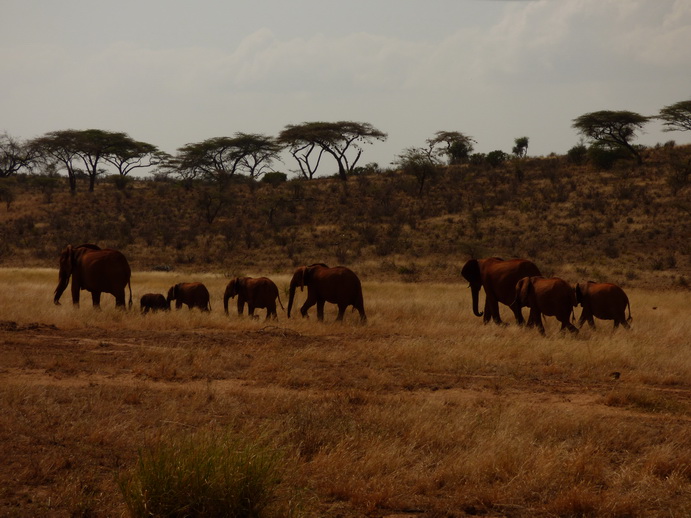 tembo family Crossing