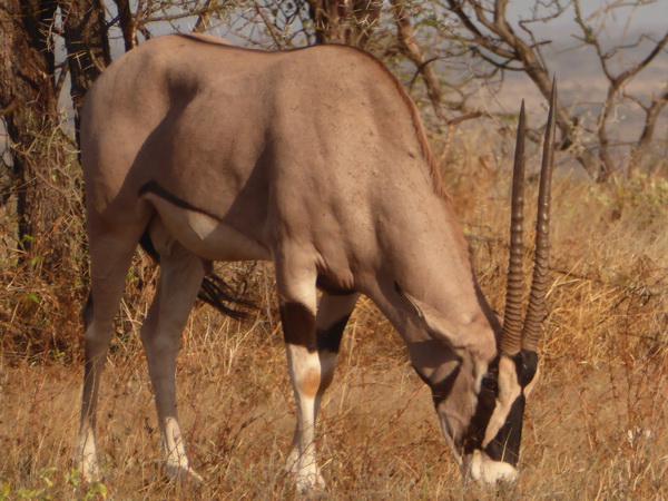 Samburu Nationalpark Oryx