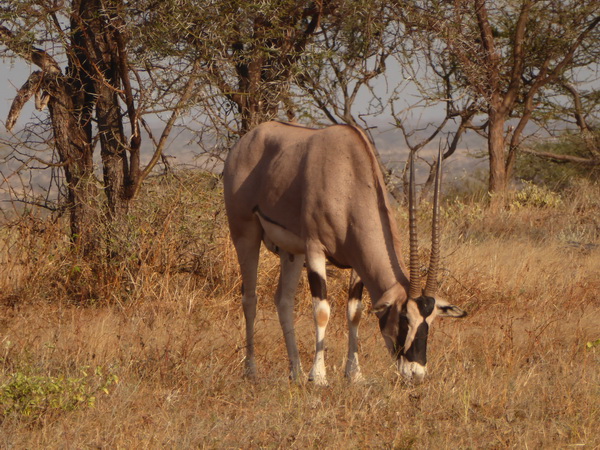 Samburu Nationalpark Oryx