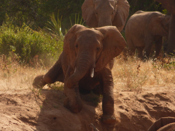 Samburu Nationalpark Samburu Nationalpark Tembo sliding