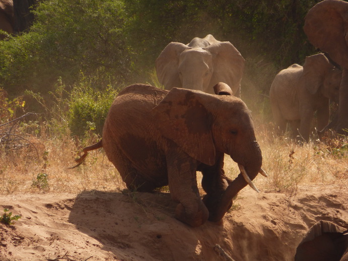 Samburu Nationalpark Samburu Nationalpark Tembo sliding