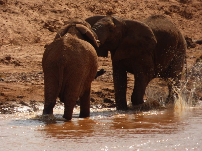 Samburu Nationalpark Samburu Nationalpark Tembo sliding